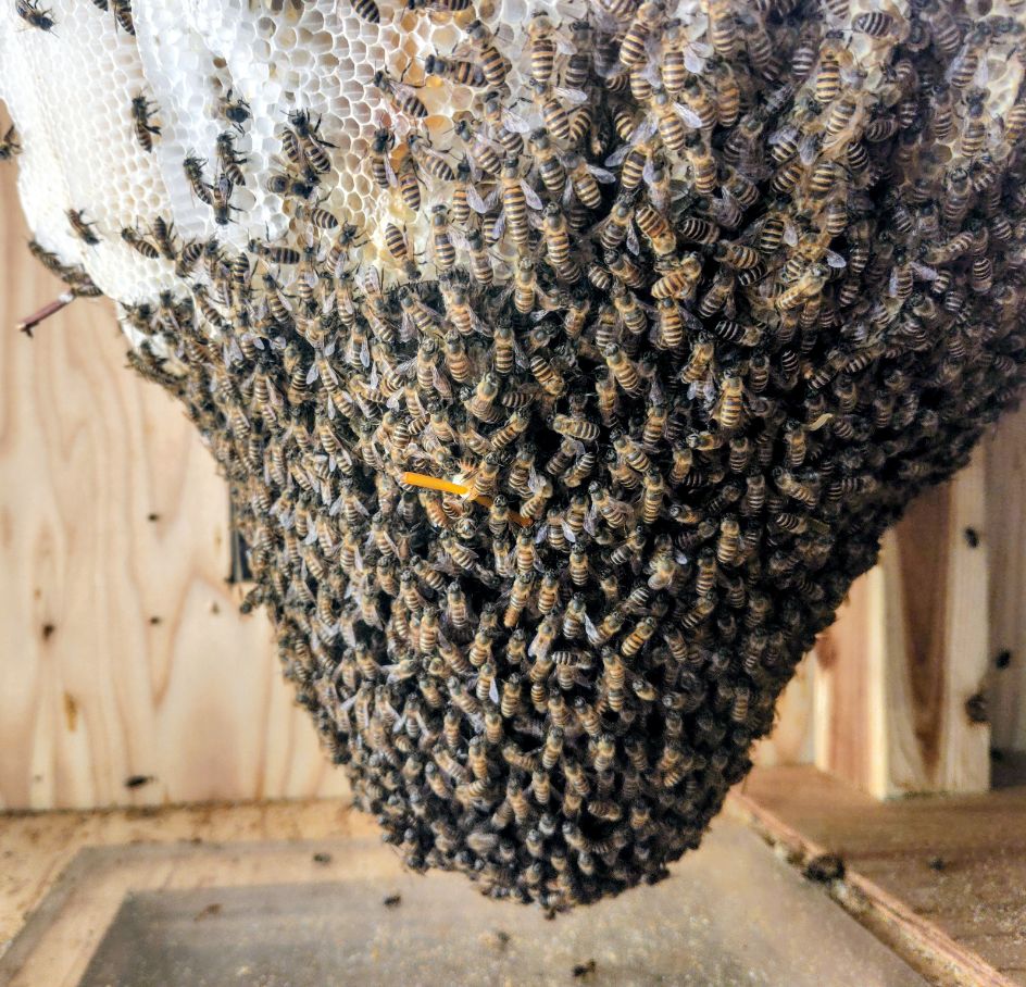 事務所内で飼育するニホンミツバチの群れ（2F）