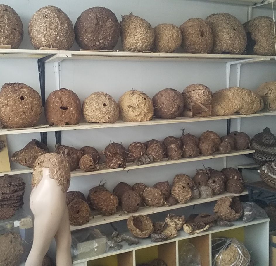 捕獲したスズメバチの巣の展示（2F）