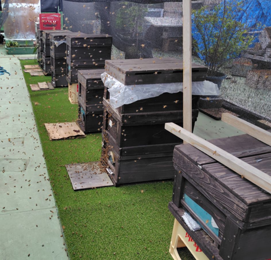 屋上のセイヨウミツバチの養蜂場（屋上）